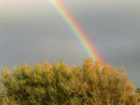 Rainbow Trees Stock Footage 490222
