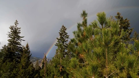 Rainbow Trees Stock Footage 104227813