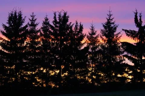 Rainbow trees Stock Photos