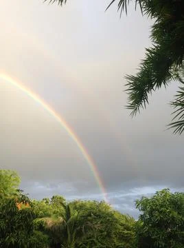 Rainbow trees Fotos de archivo