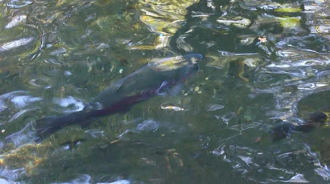 Rainbow Trout 1 Stock Footage 32241413
