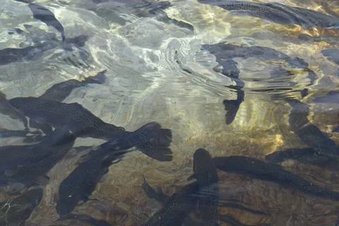 Rainbow Trout 1 Stock Photos