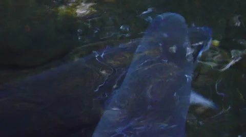 Rainbow Trout 3 Stock Footage 32241529