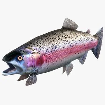 Rainbow Trout 3D Model