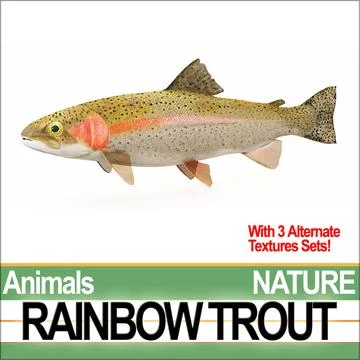 Rainbow Trout ~ 3D Model ~ Download #96461924 | Pond5