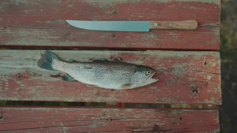 Rainbow trout and knife on red picnic table overhead Stock Footage 348023974