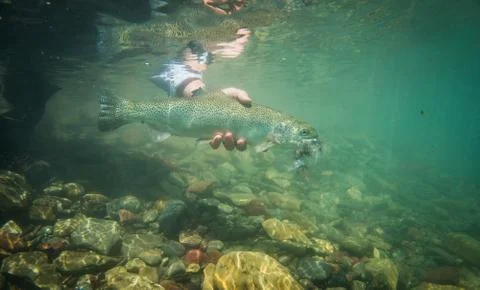 Rainbow trout being held underwater Stock Photos