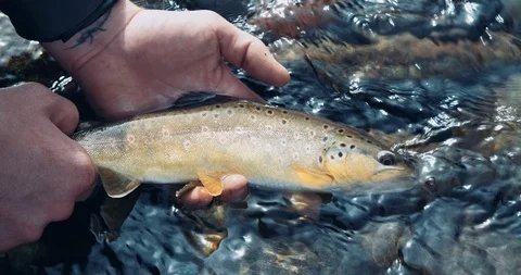Rainbow trout catch and release by fly fisherman on river Stock Footage 121042472