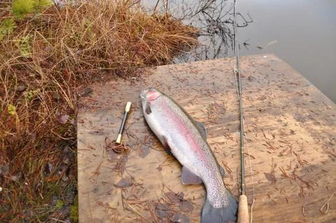 A rainbow trout cauth on dry fly in the autumn Stock-Fotos