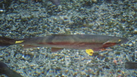 Rainbow trout in clear spring water Video stock 111737993