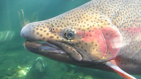 Rainbow Trout Close Up Stock Footage 32254787