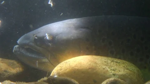 Rainbow trout close up underwater Stock Footage 77650213