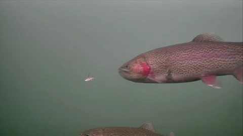 Rainbow Trout Closely Checks Out Bait but rejects it Stock Footage 123317445