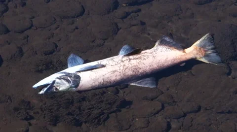 Rainbow Trout Dead in Stream Video stock 68707532