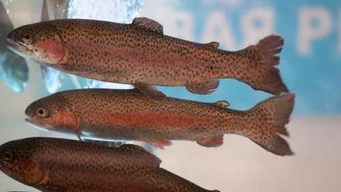 Rainbow trout drift in a clean transparent aquarium in the fish department. Video stock 107998451