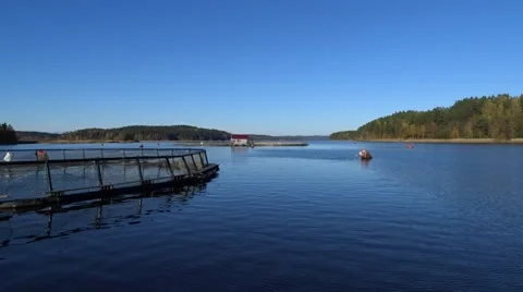 Rainbow trout farm. Nice calm weather. Video stock 55973104