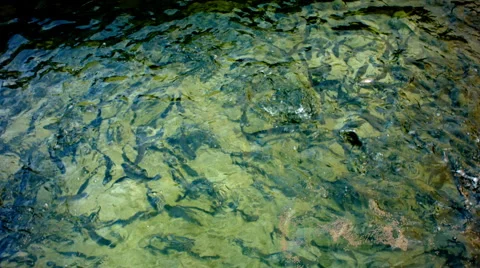 Rainbow Trout Feeding Hatchery Stock Footage 56009353