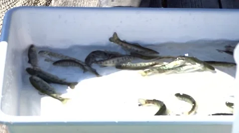 Rainbow trout fingerlings. Video stock 56005035