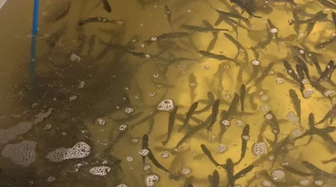 Rainbow trout fingerlings. Video stock 64661895