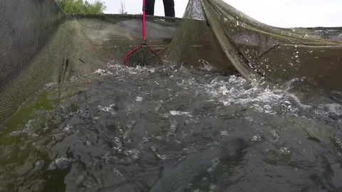 Rainbow trout in a fish farm pound Stock Footage 85103184