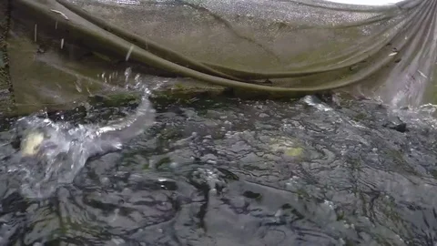 Rainbow trout in a fish hatchery Stock Footage 85103093