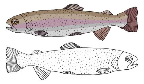 Rainbow trout fish icon isolated, hand drawing. Set of beautiful fish in colo Stock Illustration