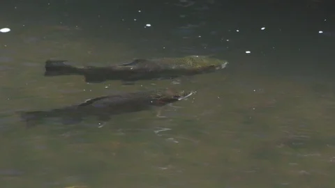 Rainbow Trout Fish Swimming in River or Stream in Spring by Log Zoom Out Habitat Video stock 130022853