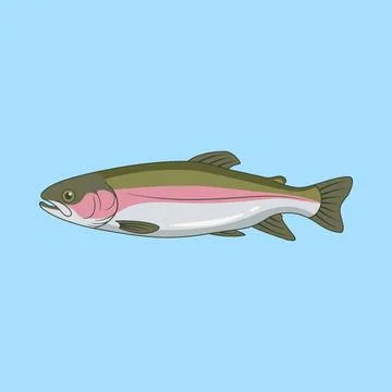 Rainbow Trout Fish Swimming  Vector Illustration  Stock Illustration