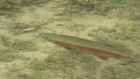 Rainbow trout fish swims in a mountain lake Oncorhynchus mykiss Stock Footage 292934064