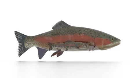 Rainbow trout fish on white background Stock Footage 300779534