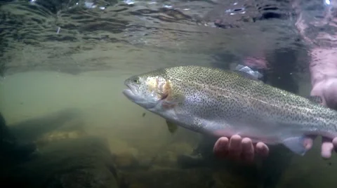 Rainbow Trout Fishing Stock Footage