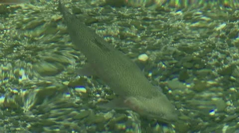 Rainbow Trout Stock Footage 10591627