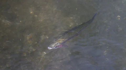 Rainbow trout 動画素材 36498115