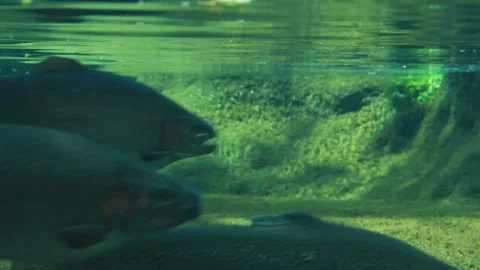 Rainbow Trout Stock-Footage 324911973