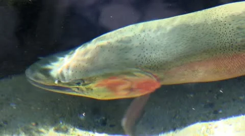 Rainbow trout hatchery Stock Footage 12187388