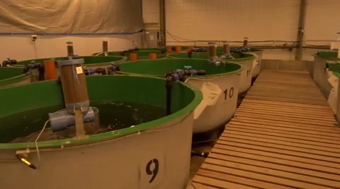 Rainbow trout hatchery. Video stock 64661829