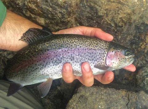 Rainbow Trout Held in Hand Фото
