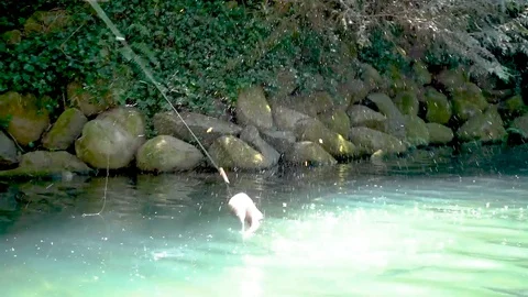 Rainbow Trout Jumping 120fps Video stock 92335400