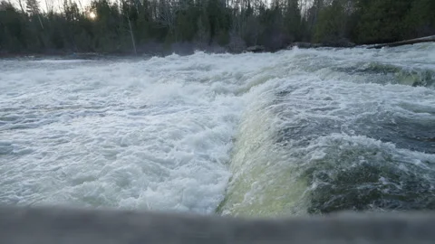 Rainbow Trout Jumping up Sauble Falls River in Spring Stock Footage 341094069