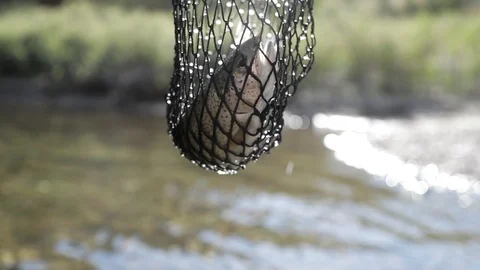 Rainbow Trout in Net 스톡 동영상 99798375