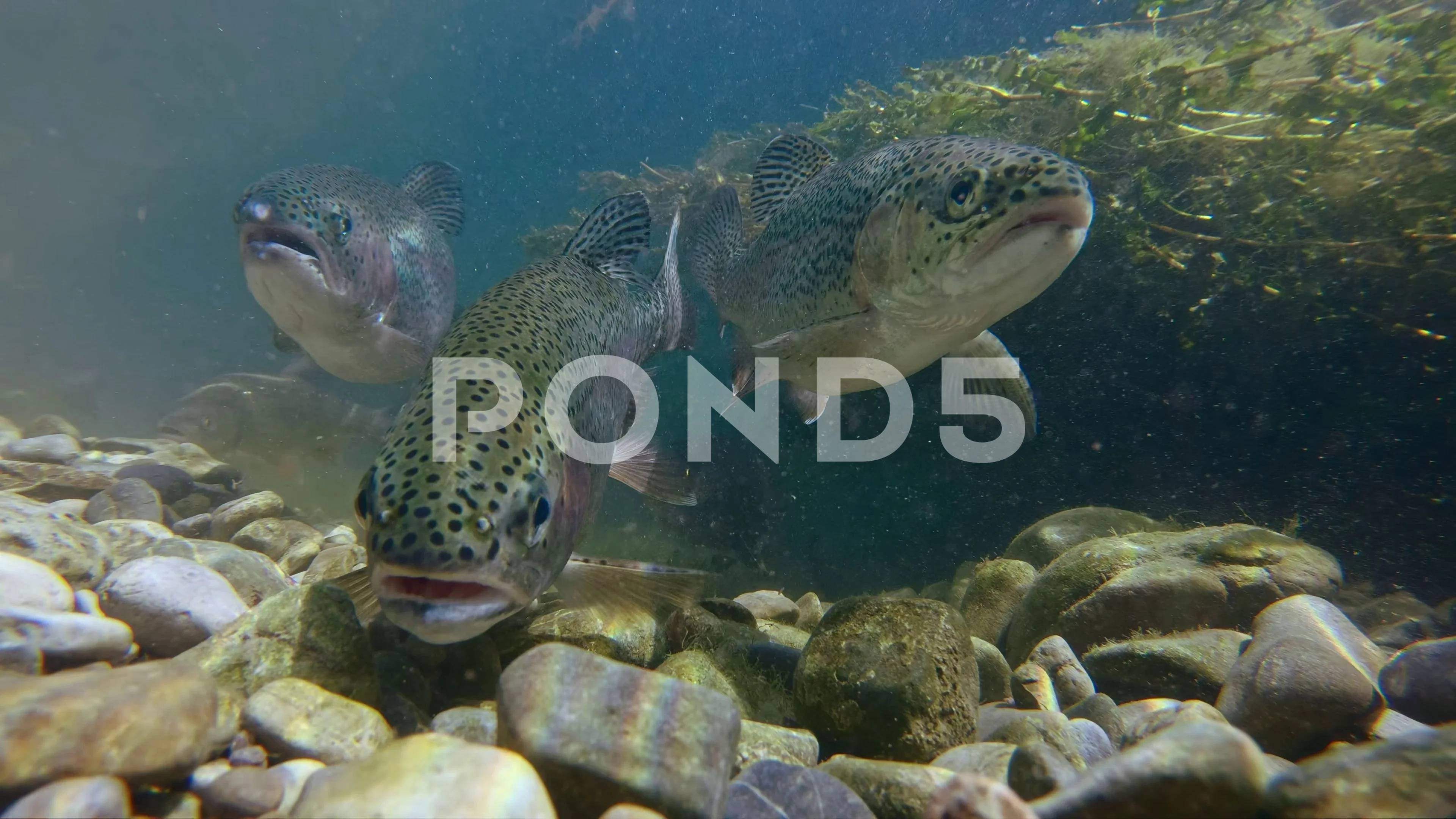 Rainbow trout (Oncorhynchus mykiss) and , Stock Video