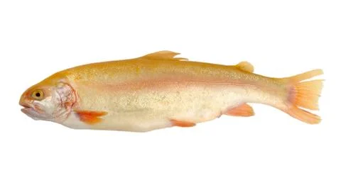 Rainbow trout Stock Photos