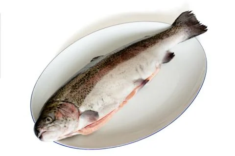 Rainbow trout Stock Photos