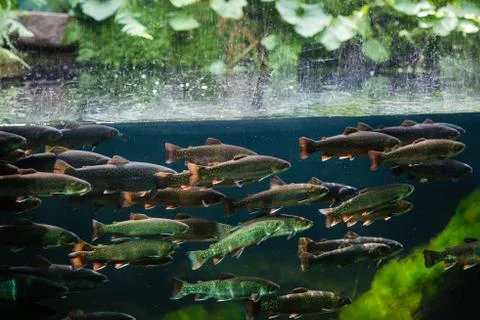 Rainbow trout Stock Photos