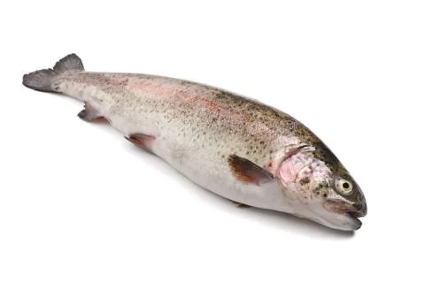 Rainbow trout Stock Photos