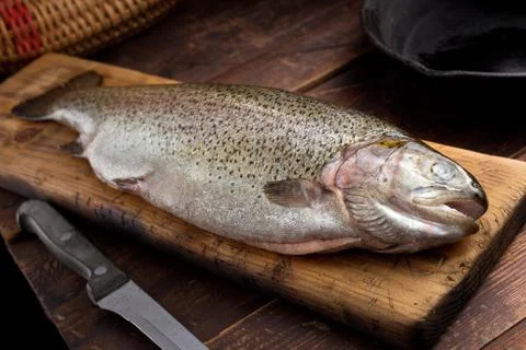 Rainbow Trout Stock Photos