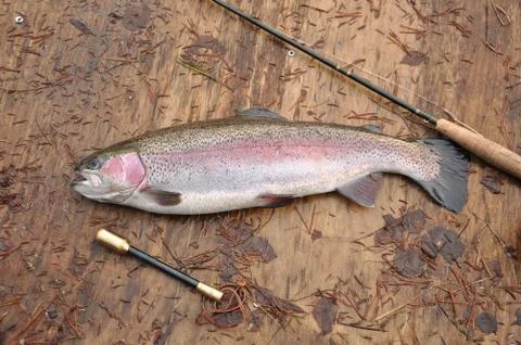 Rainbow trout Stock-Fotos