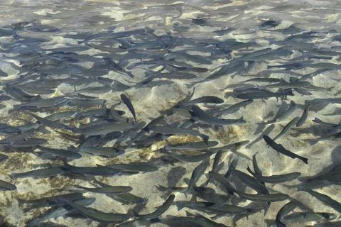 Rainbow Trout Stock Photos