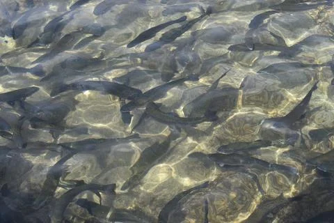 Rainbow Trout Stock Photos