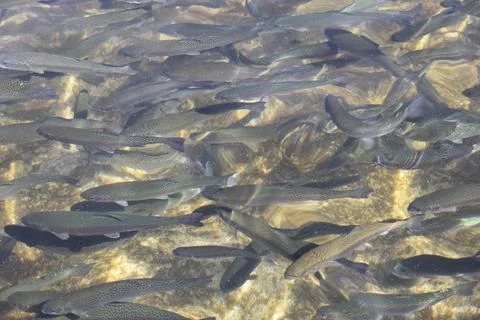 Rainbow Trout Stock Photos